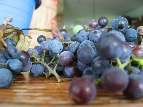 Nancy Silverton's Grape Sourdough Starter