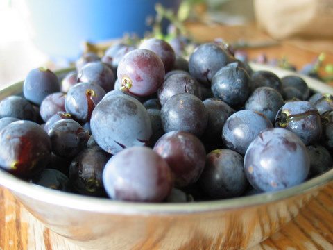 Nancy Silverton's Grape Sourdough Starter